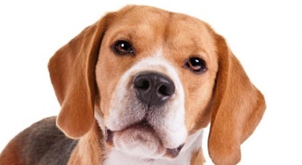 nhung-dac-diem-cua-cho-beagle-ban-nen-biet-truoc-khi-mua