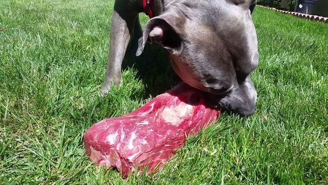 nhung-ki-thuat-cham-soc-cho-pitbull-ma-ban-can-biet3