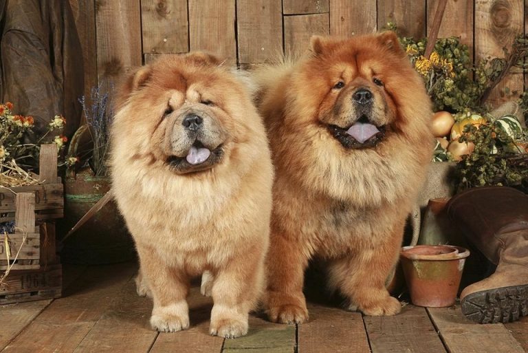 tai-viet-nam-cho-chow-chow-duoc-ban-voi-gia-tu-10-cho-den-30-trieu2