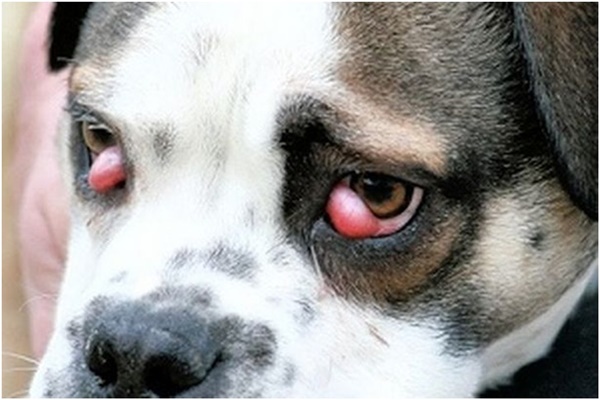 Cách chữa bệnh mộng mắt ở chó - Bệnh viện Thú Y Thi Thi TP HCM