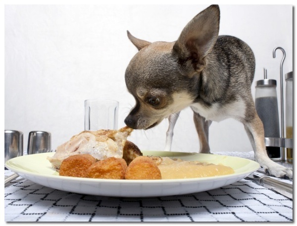 chon-thuc-an-cho-cho-chihuahua-ra-sao-cho-phu-hop