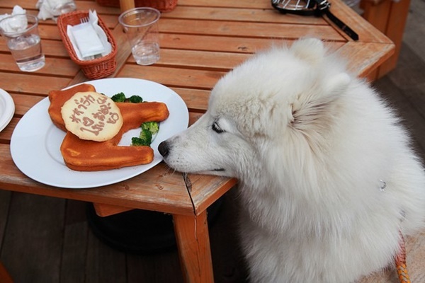 cung-cap-che-do-dinh-duong-cho-cho-samoyed