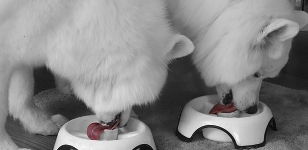 cung-cap-che-do-dinh-duong-cho-cho-samoyed2