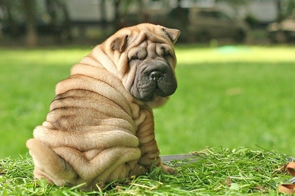 doi-dieu-thu-vi-ve-giong-cho-shar-pei-gia-nhanquy-hiem-nhat-the-gioi