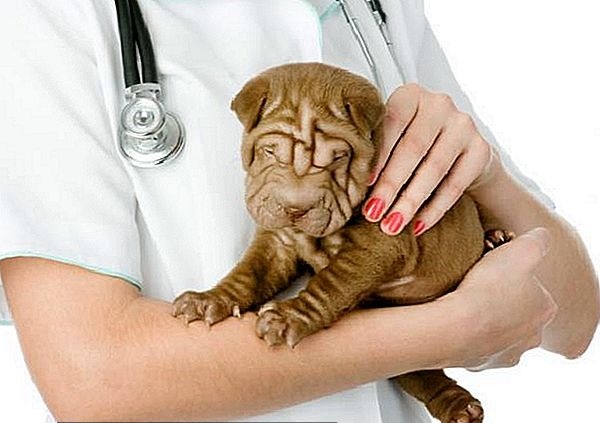 doi-dieu-thu-vi-ve-giong-cho-shar-pei-gia-nhanquy-hiem-nhat-the-gioi2