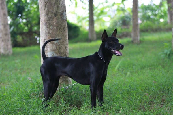 gioi-thieu-9-loai-cho-thong-minh-nhat-the-gioi-cho-cac-ban-cung-biet5