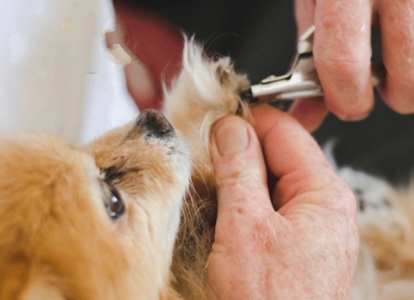 huong-dan-cach-cat-tia-mong-chan-cho-cun-cung