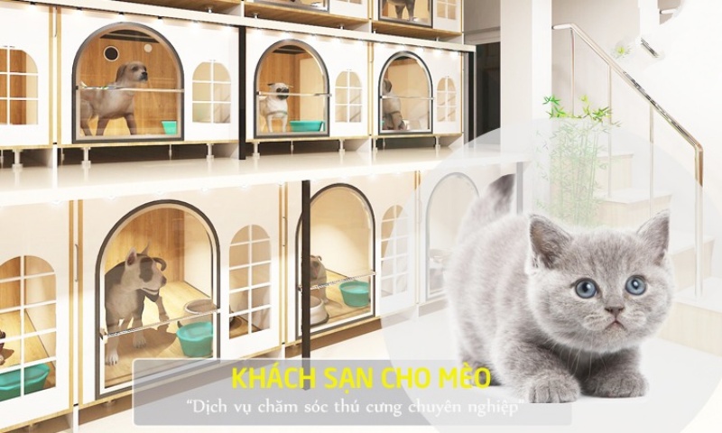 khach-san-cho-meo-tai-thi-thi-pet-su-lua-chon-hoan-hao-cho-meo-cung