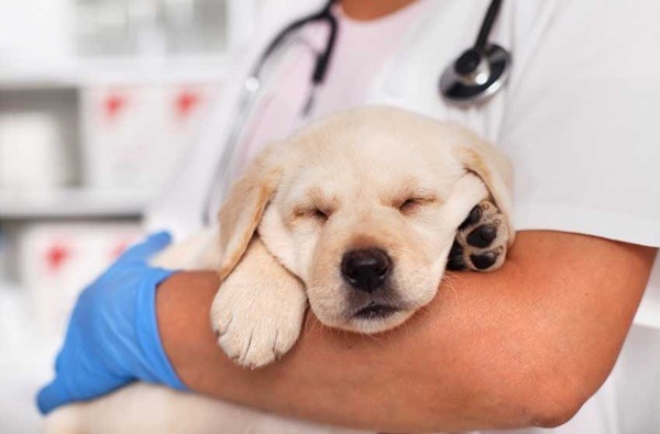 thithi-pet-clinic-dich-vu-cham-soc-thu-cung-theo-tieu-chuan-quoc-te4