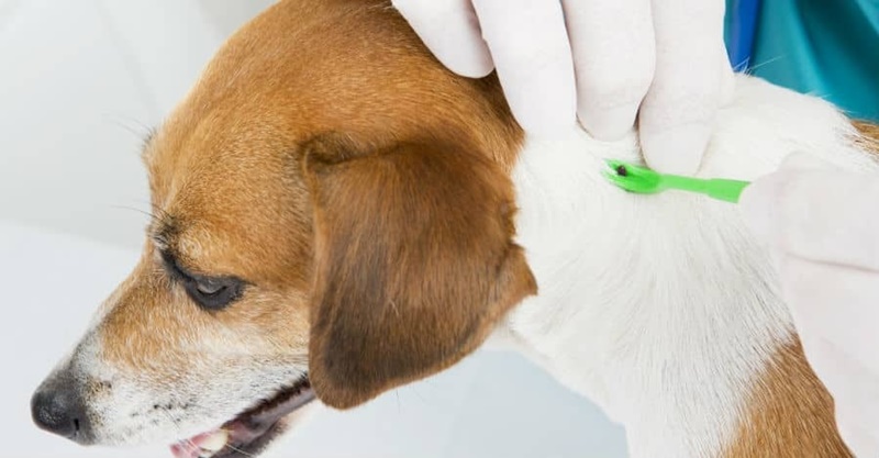 tim-hieu-benh-lyme-o-cho