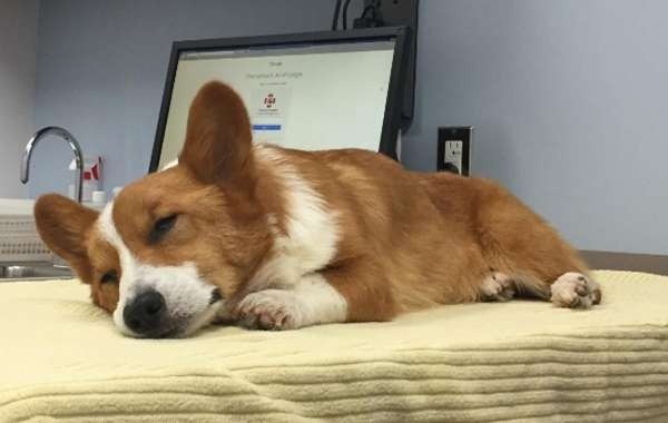 vi-sao-cho-corgi-lai-luoi-an2