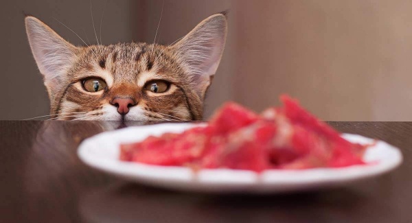 Chế độ ăn cho mèo như thế nào là phù hợp? - Bệnh viện Thú Y Thi Thi TP HCM