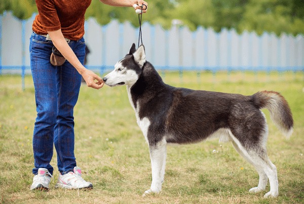 dau-hieu-nhan-biet-va-cach-chua-tri-ca-benh-thuong-gap-o-cho-alaska2