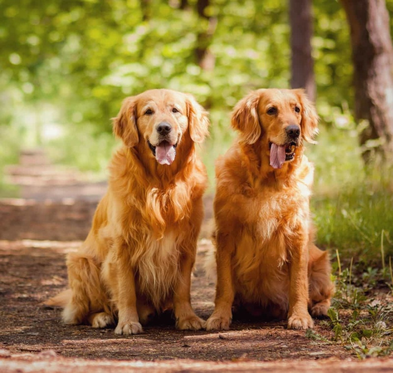 dau-hieu-nhan-biet-va-cach-chua-tri-nhung-benh-thuong-gap-o-cho-golden-retriever