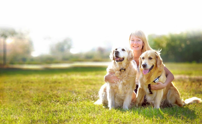 dau-hieu-nhan-biet-va-cach-chua-tri-nhung-benh-thuong-gap-o-cho-golden-retriever3