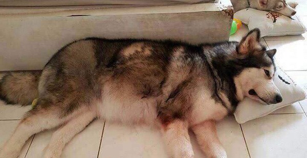 dau-hieu-va-cach-chua-tri-4-benh-thuong-gap-o-cho-husky