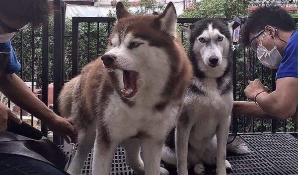 dau-hieu-va-cach-chua-tri-4-benh-thuong-gap-o-cho-husky3