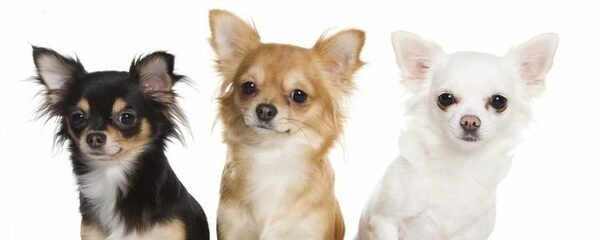 mach-ban-cach-nhan-biet-va-cham-soc-cho-chihuahua-trong-thoi-ky-dong-duc