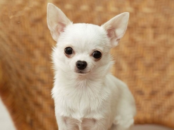 mach-ban-cach-nhan-biet-va-cham-soc-cho-chihuahua-trong-thoi-ky-dong-duc3