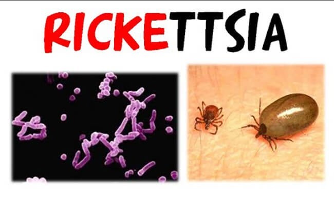 nguyen-nhan-va-cach-dieu-tri-hieu-qua-benh-rickettsia-o-cho-sot-mo