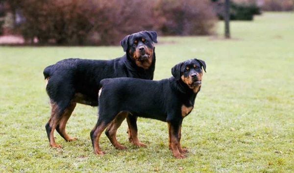 tai-sao-phai-cat-duoi-cho-rottweiler