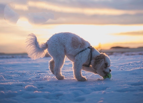 thuc-hu-viec-cho-poodle-an-com-se-bi-bac-long