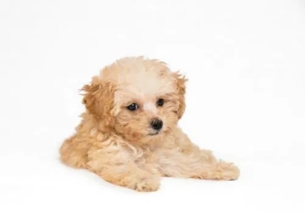 thuc-hu-viec-cho-poodle-an-com-se-bi-bac-long2
