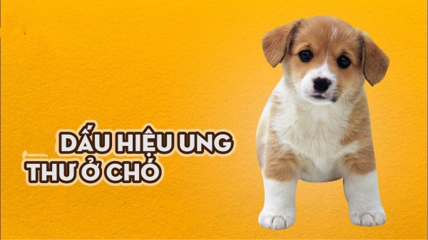 tim-hieu-ve-can-benh-ung-thu-te-bao-hac-to-o-cho-cung