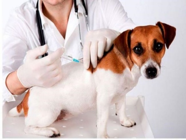 tim-hieu-ve-loai-vaccine-tot-nhat-dung-de-ngan-ngua-benh-parvovirus3