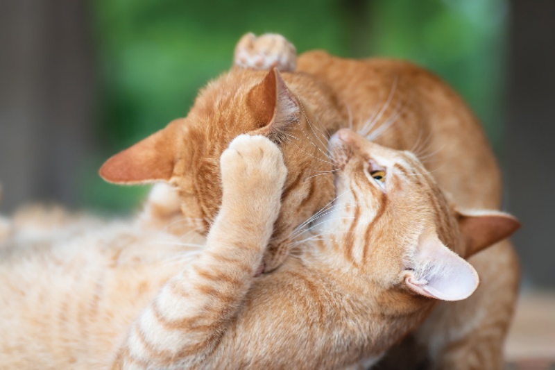 da-hieu-nhan-biet-va-cach-dieu-tri-khi-meo-cua-ban-nhiem-virus-fiv3