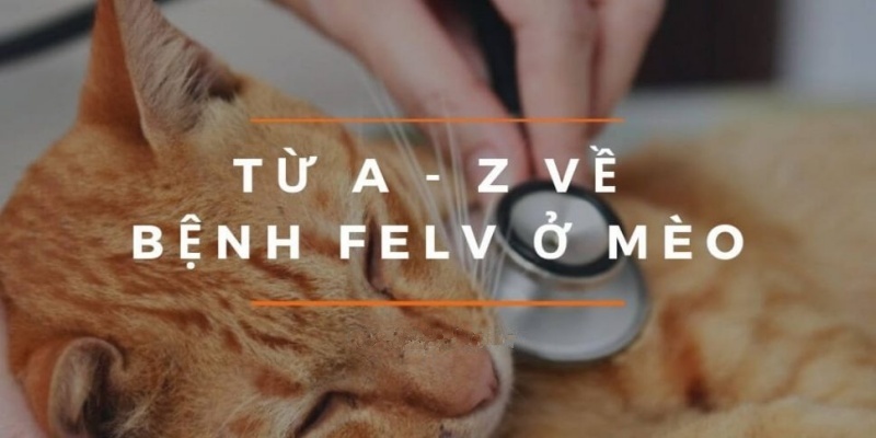 dau-hieu-nhan-biet-va-cach-chua-tri-benh-bach-cau-o-meo-felv7