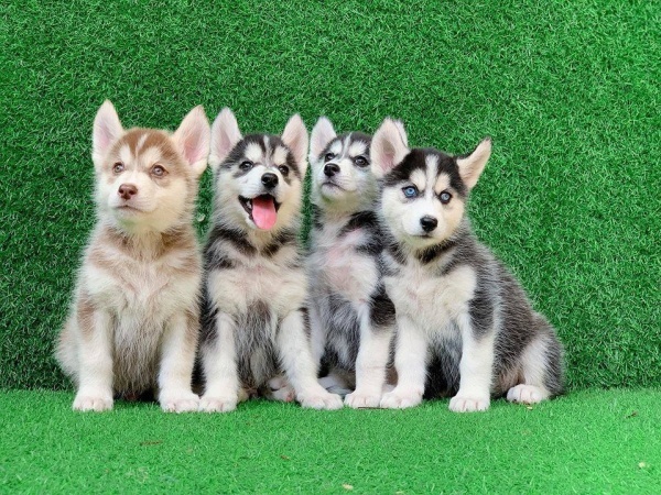 dung-nuoi-cho-husky-neu-ban-la-nguoi-co-4-dieu-sau-day2