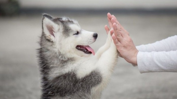 dung-nuoi-cho-husky-neu-ban-la-nguoi-co-4-dieu-sau-day3