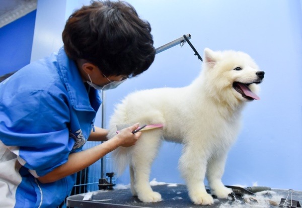 khach-san-cho-meo-noi-gui-gam-yeu-thuong8