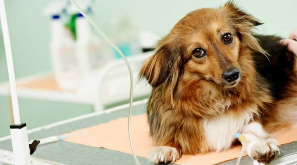 parvovirus-la-can-benh-tu-than-1