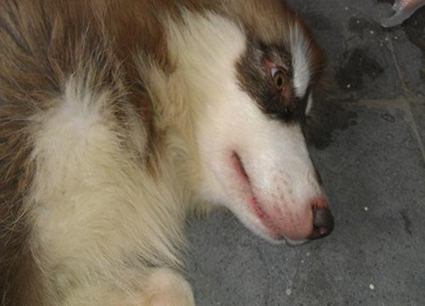 benh-care-o-cho-benh-sai-sot