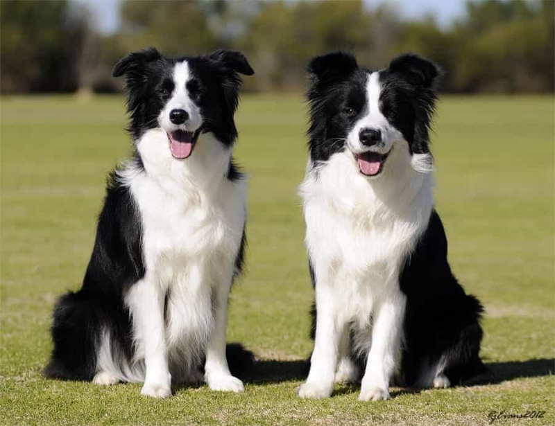 Border Collie