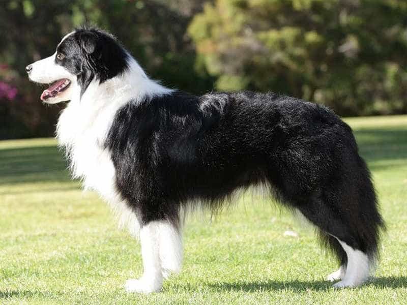 Chó Collie