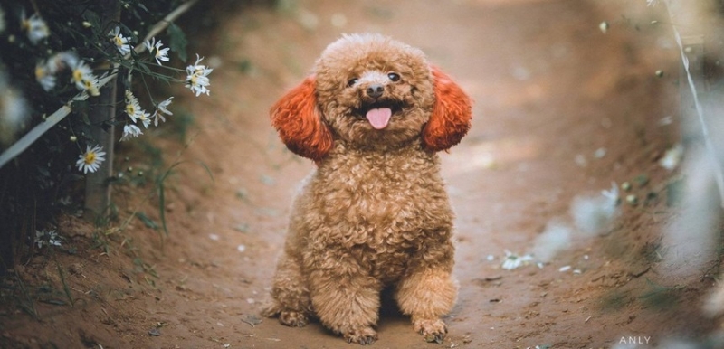 Poodle – Chó săn vịt