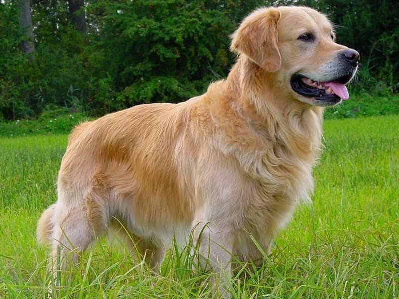 Golden Retriever