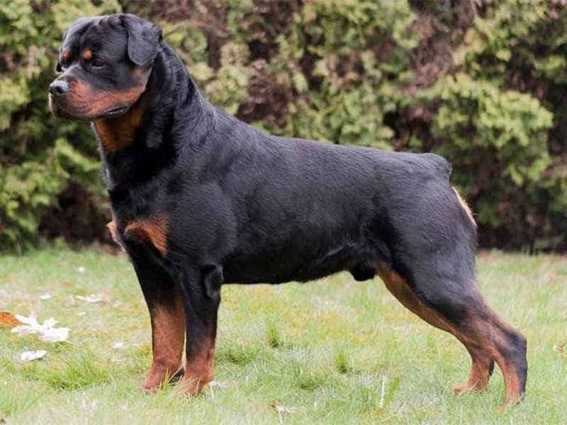 Rottweiler (Chó Rốt)