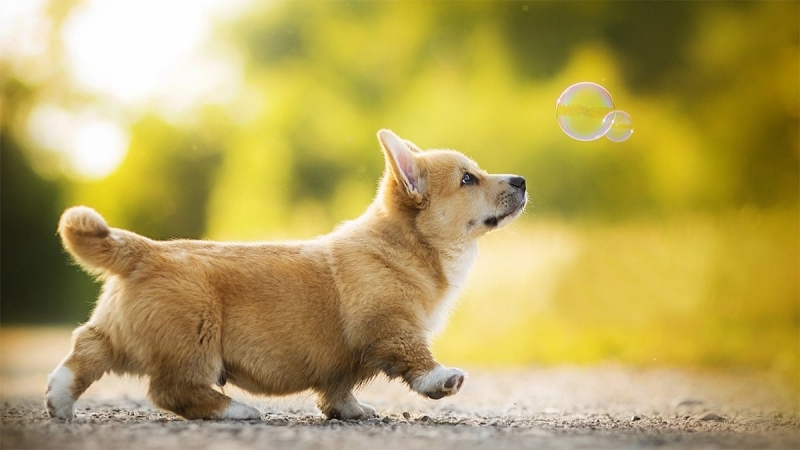 Chó Corgi