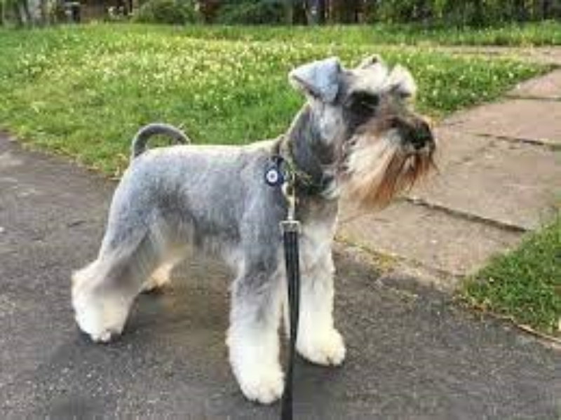 Miniature Schnauzer