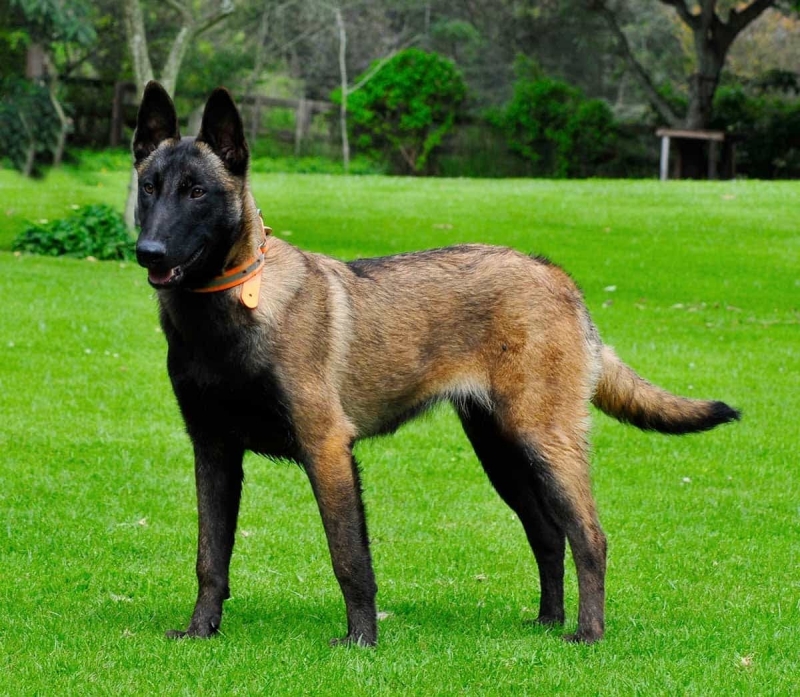 Belgian Malinois – chó chăn cừu Malinois