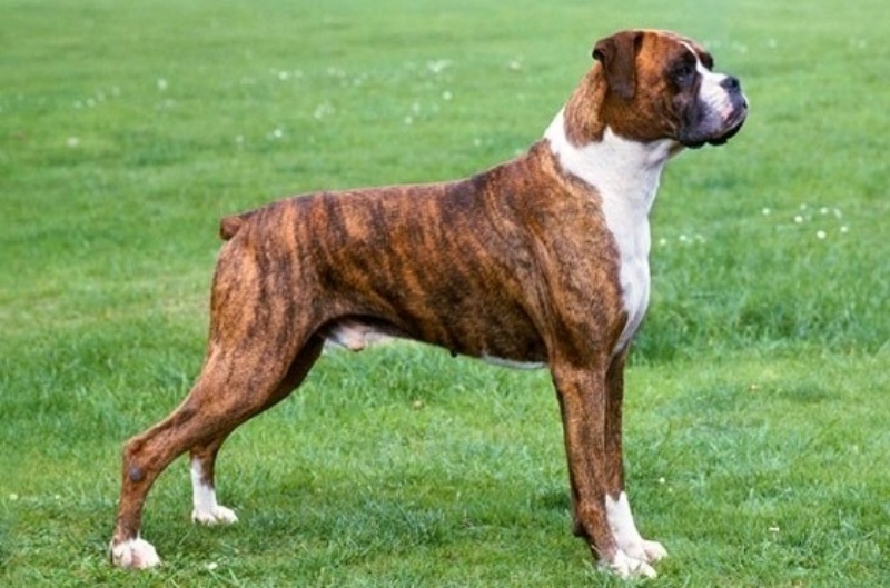 Chó Boxer – chó võ sĩ