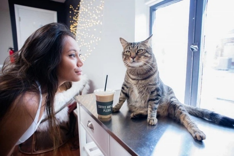 Mèo rất ghét bị con người phớt lờ