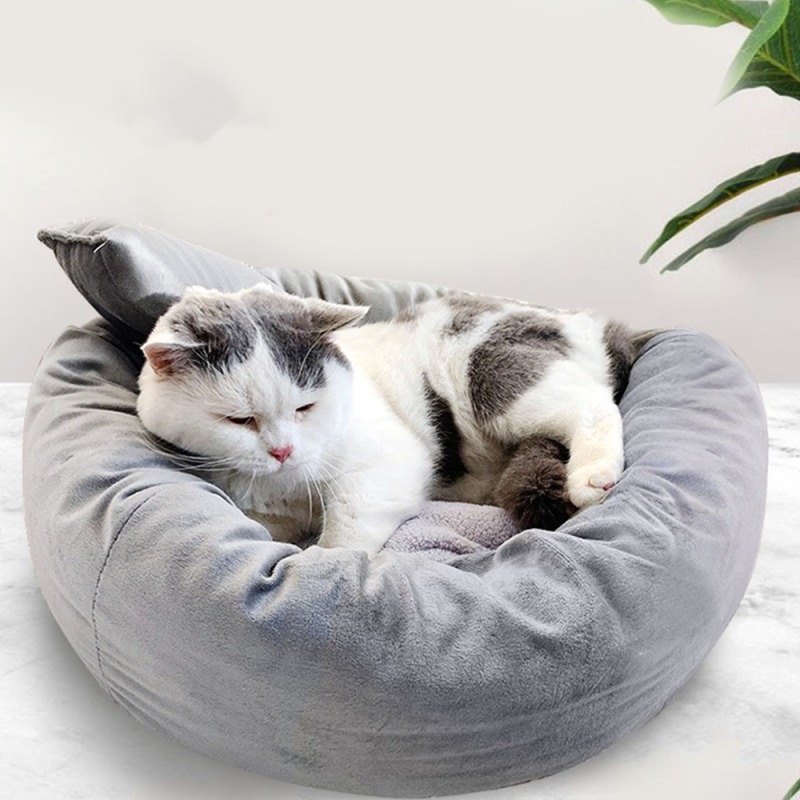 Mèo rất ghét ổ của nó bị bẩn