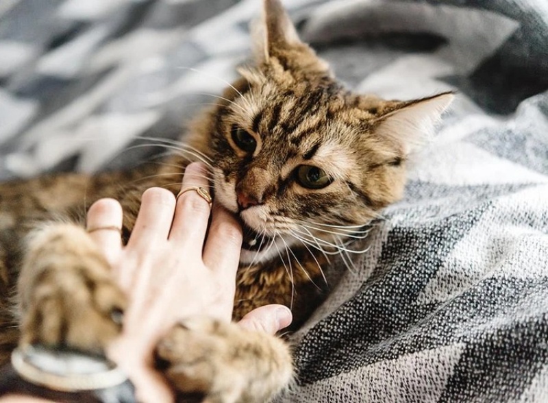 Mèo ghét hành động vuốt ve nó quá mạnh