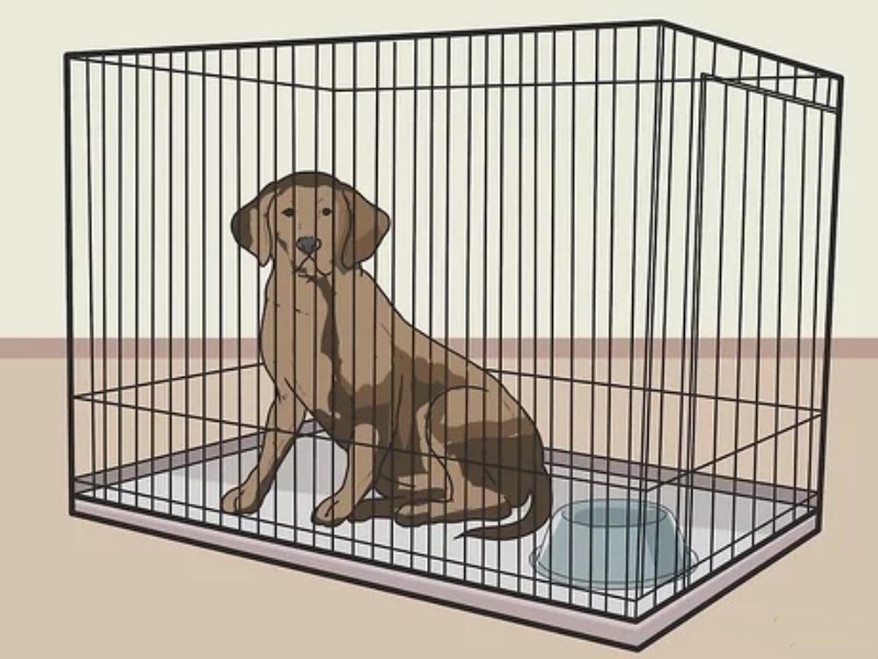 Nhốt chó vào chuồng là một trong những biện pháp ngăn chặn việc ăn cây