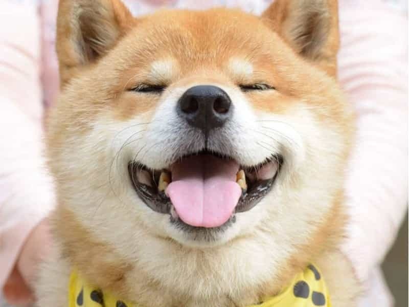 cach-de-chon-mua-cho-shiba-dung-gia